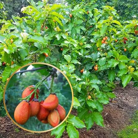 Peanut Butter Plants — Peanut Butter sapling available at Agro Nursery Garden